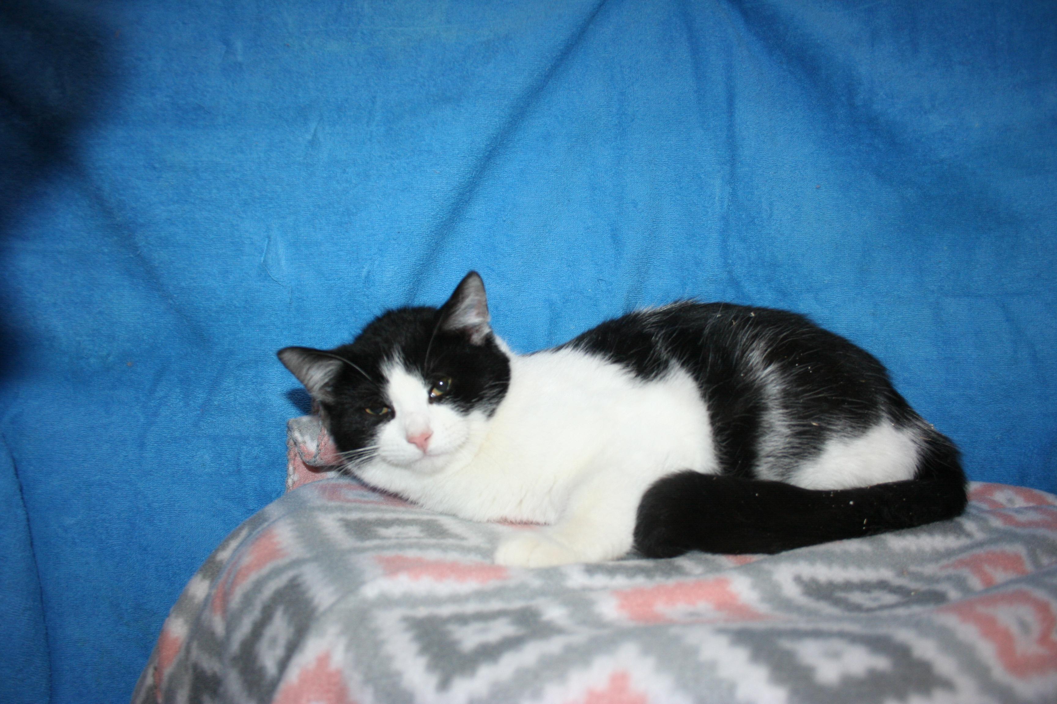 Enlarge Tig, a Adoptable mixed breed in Howell, MI image 2/2