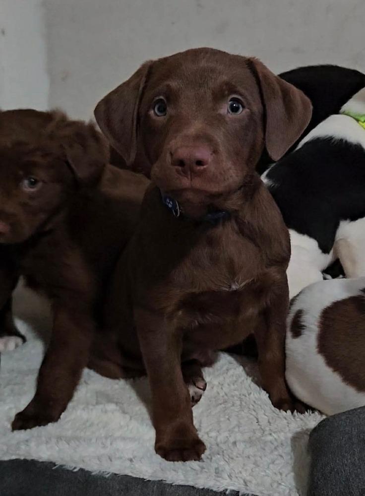Chuck, a ADOPTABLE mixed breed in China Township, MI image 6/6