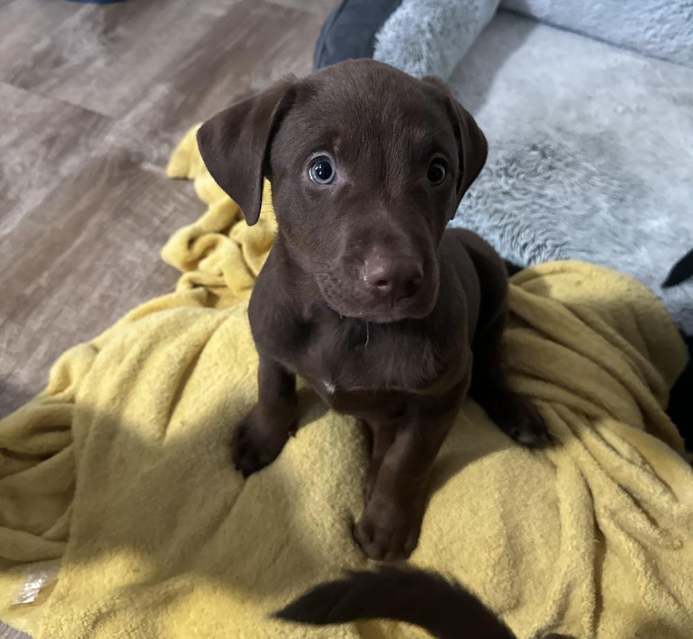 Chuck, a ADOPTABLE mixed breed in China Township, MI image 5/6