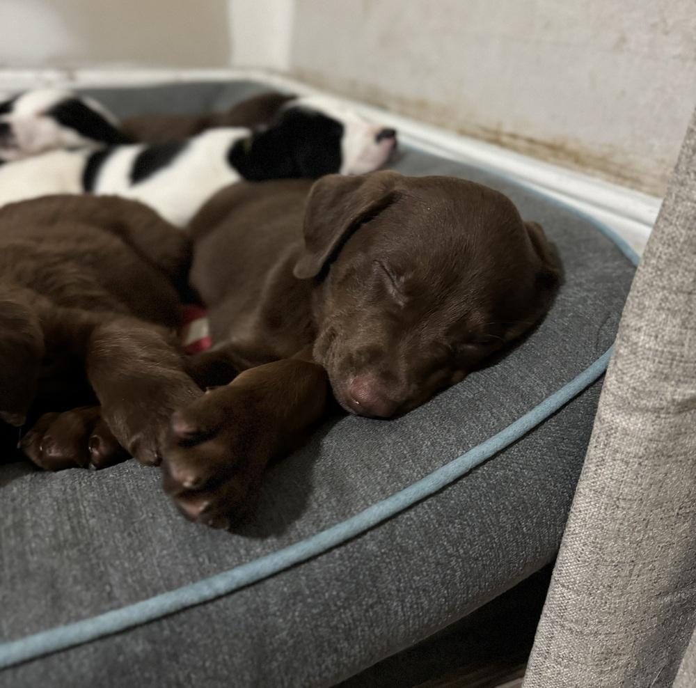 Chuck, a ADOPTABLE mixed breed in China Township, MI image 3/6