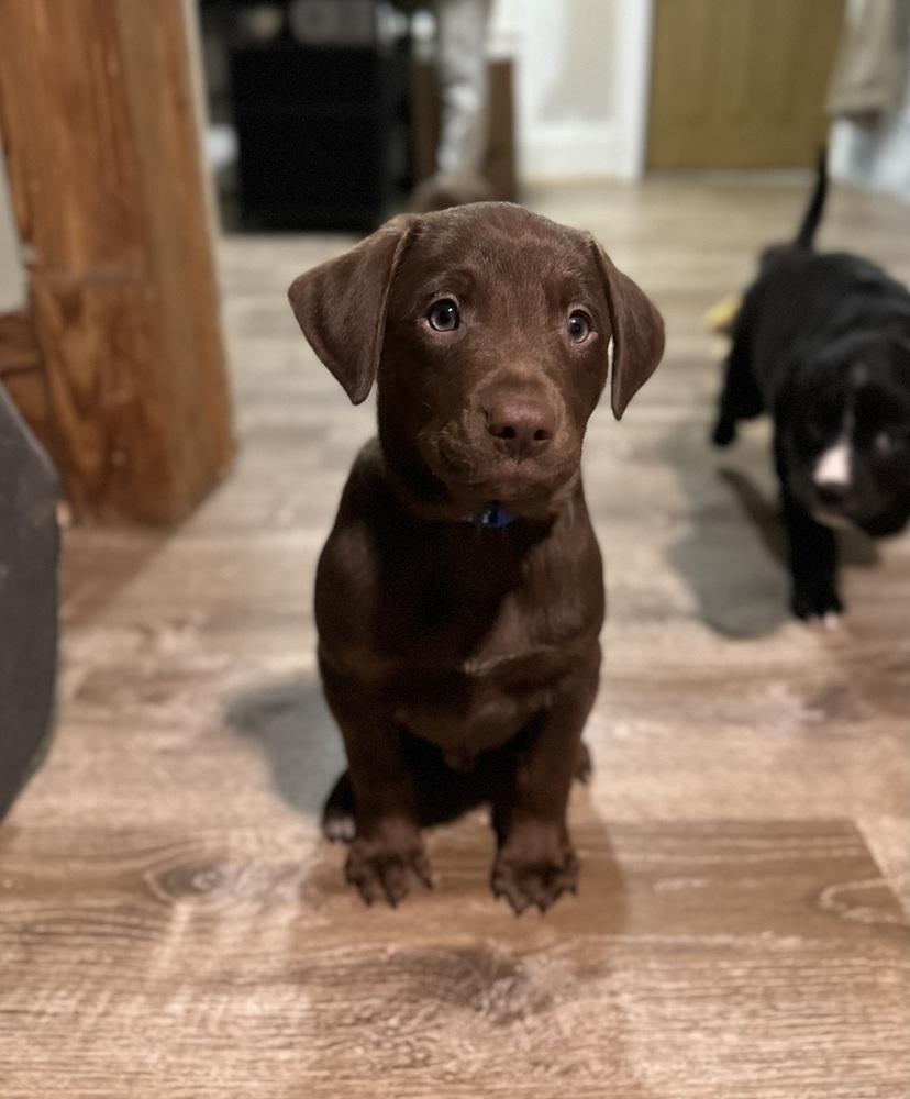 Chuck, a ADOPTABLE mixed breed in China Township, MI image 4/6