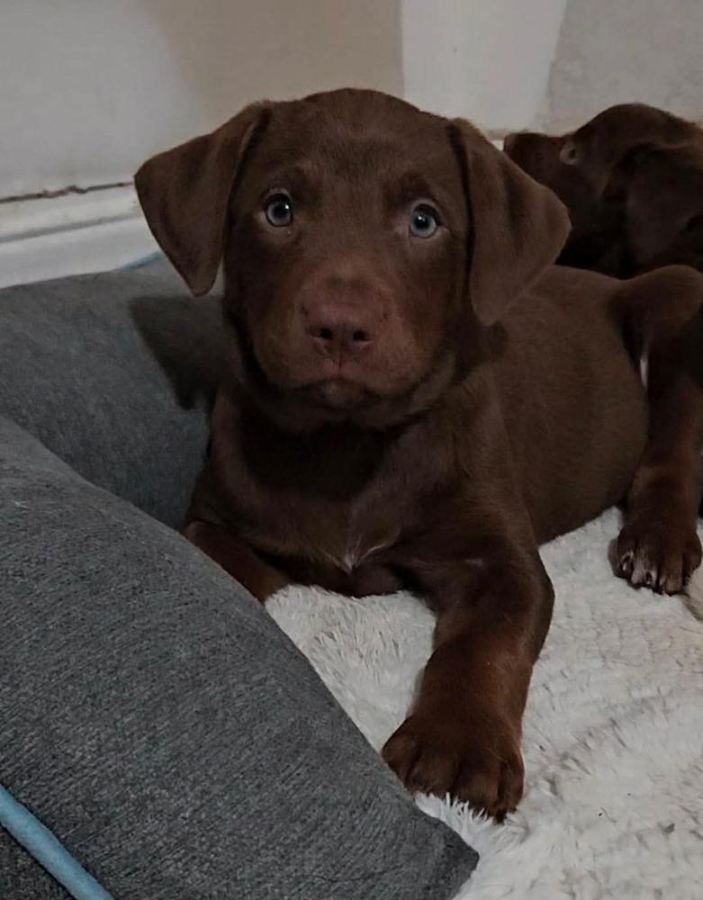 Chuck, ADOPTABLE, Puppy Male Collie.