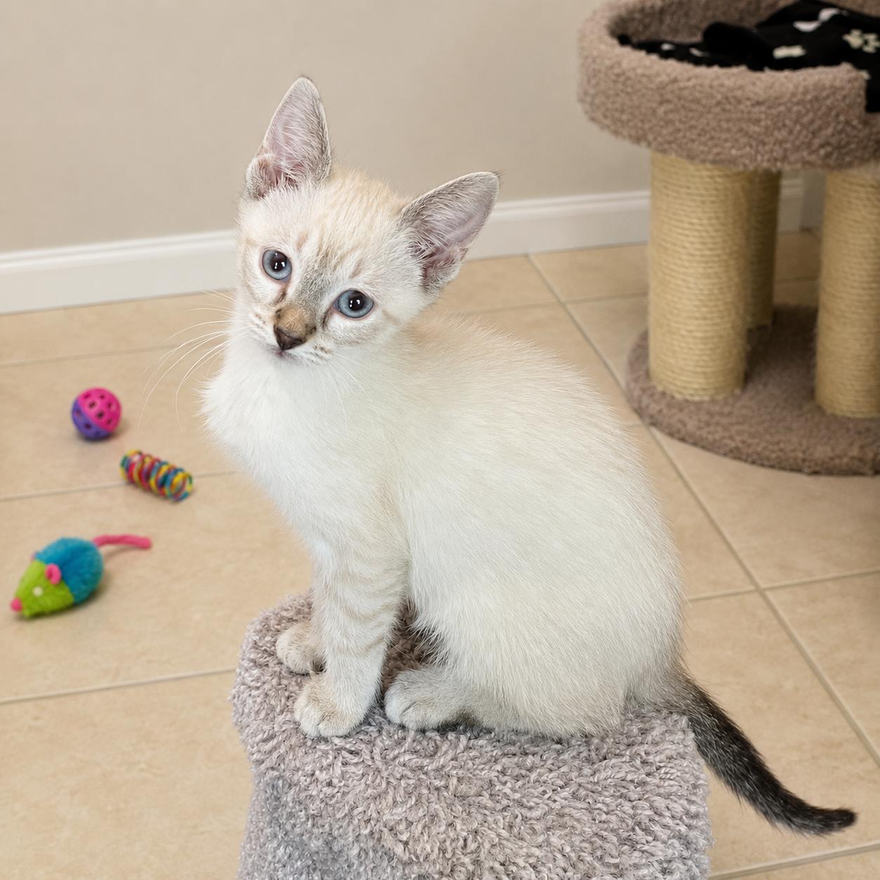 Enlarge Emmy, a Adoptable mixed breed in Hillsboro, TX image 2/5