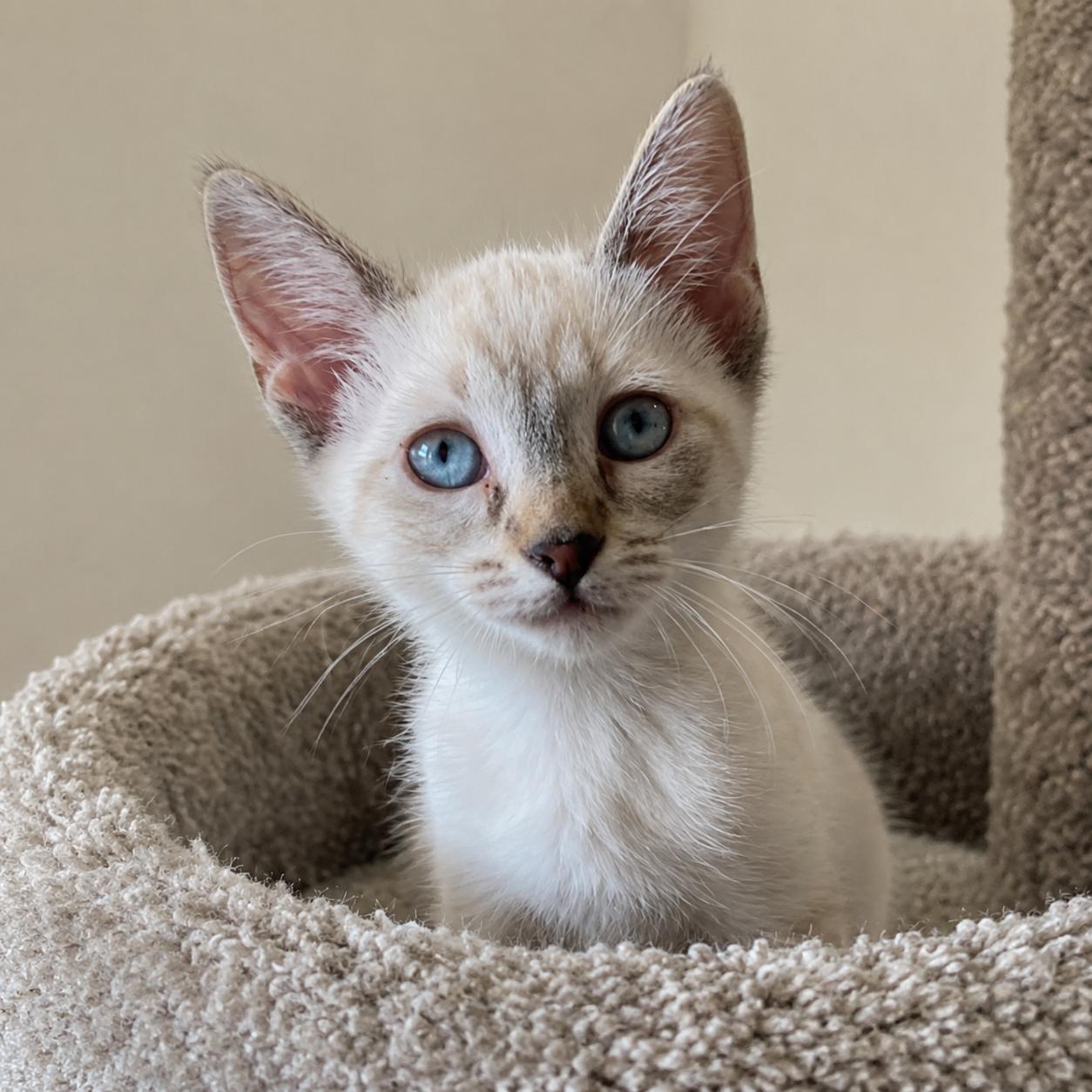 Enlarge Emmy, a Adoptable mixed breed in Hillsboro, TX image 4/5