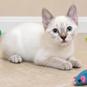 Emmy, Adoptable, Kitten Female Domestic Short Hair & Siamese.