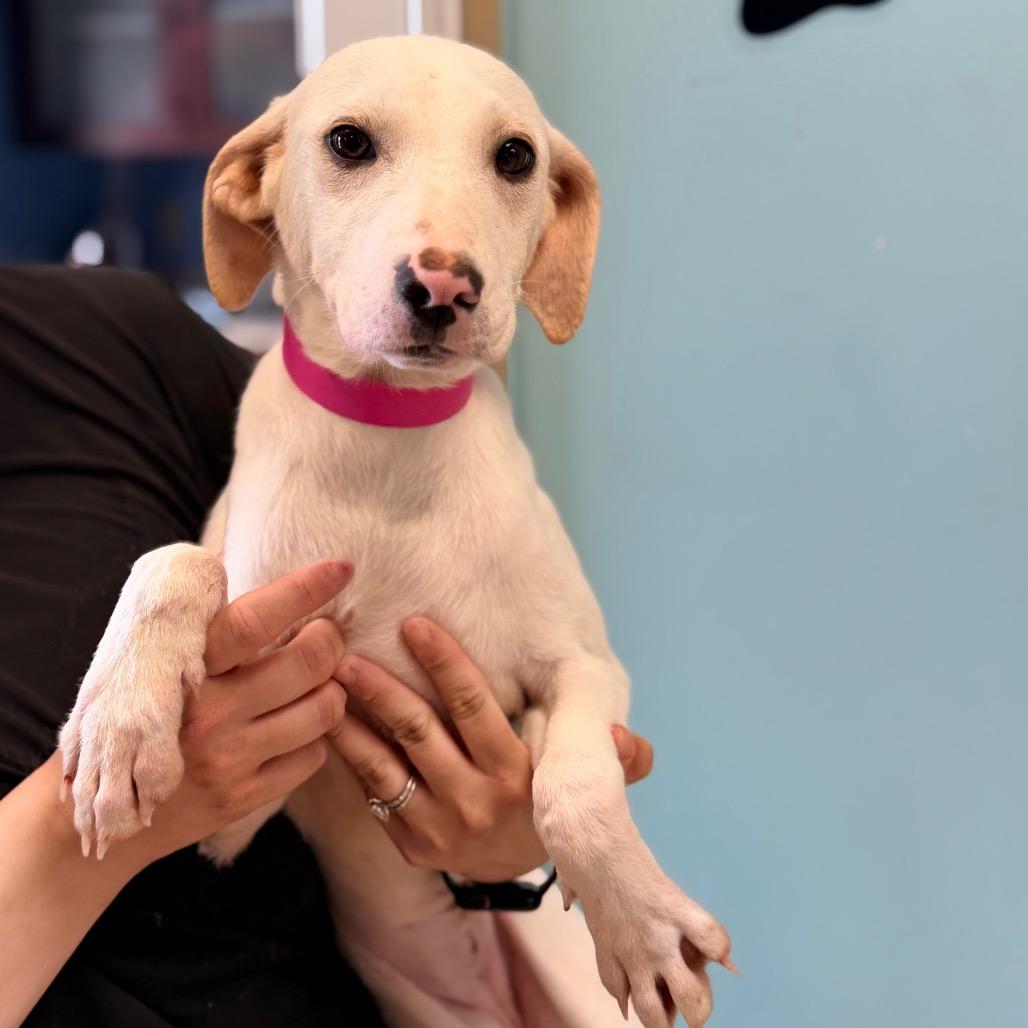Macy, Adoptable, Young Female Whippet & Mixed Breed.
