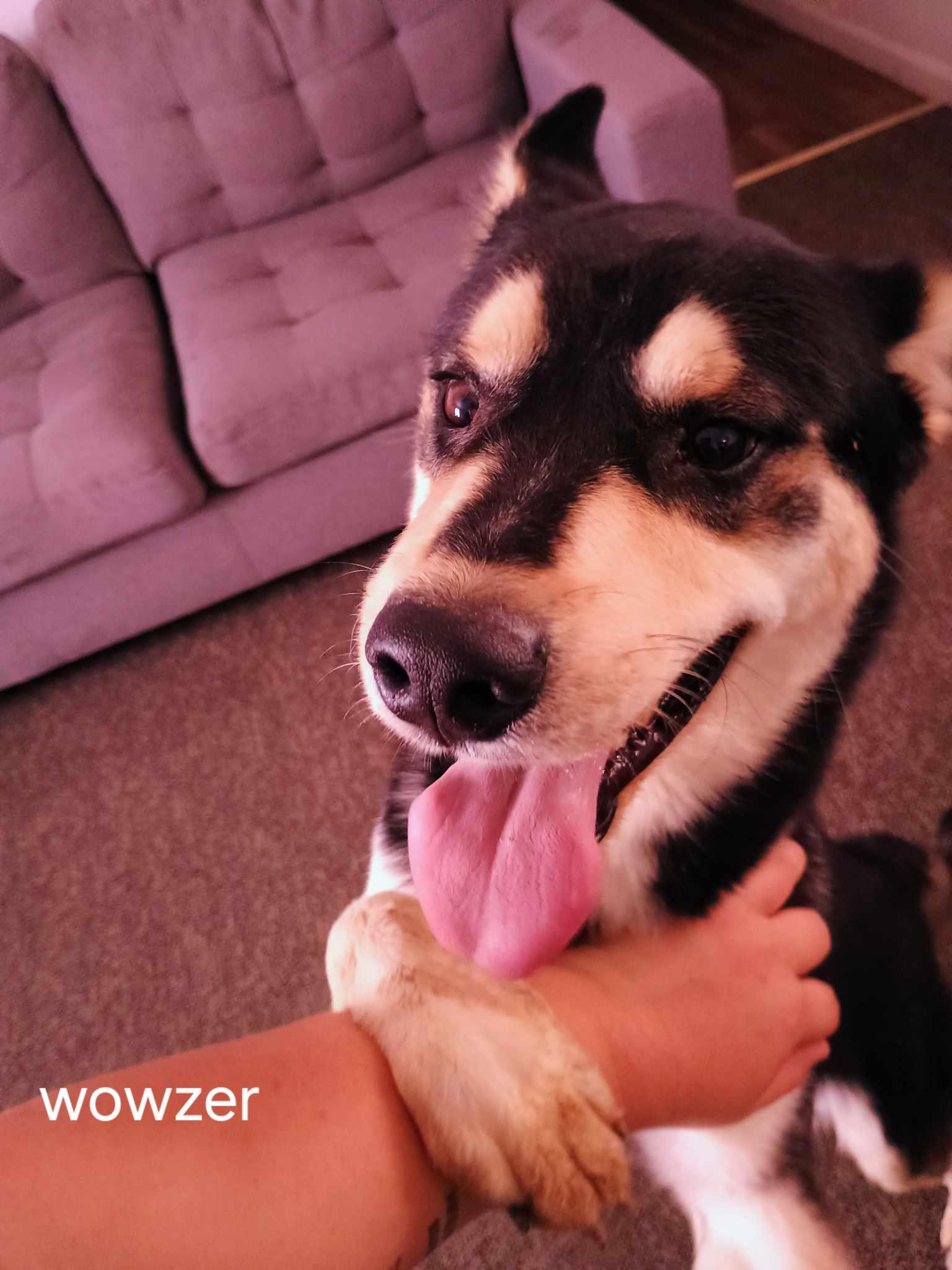 lol-Wowzer, an adoptable Husky, Cattle Dog in Billings, MT, 59101 | Photo Image 1