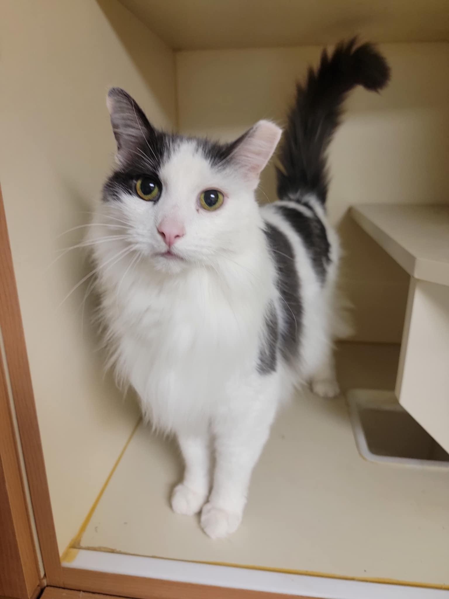 Turbo, Adoptable, Adult Male Domestic Long Hair.