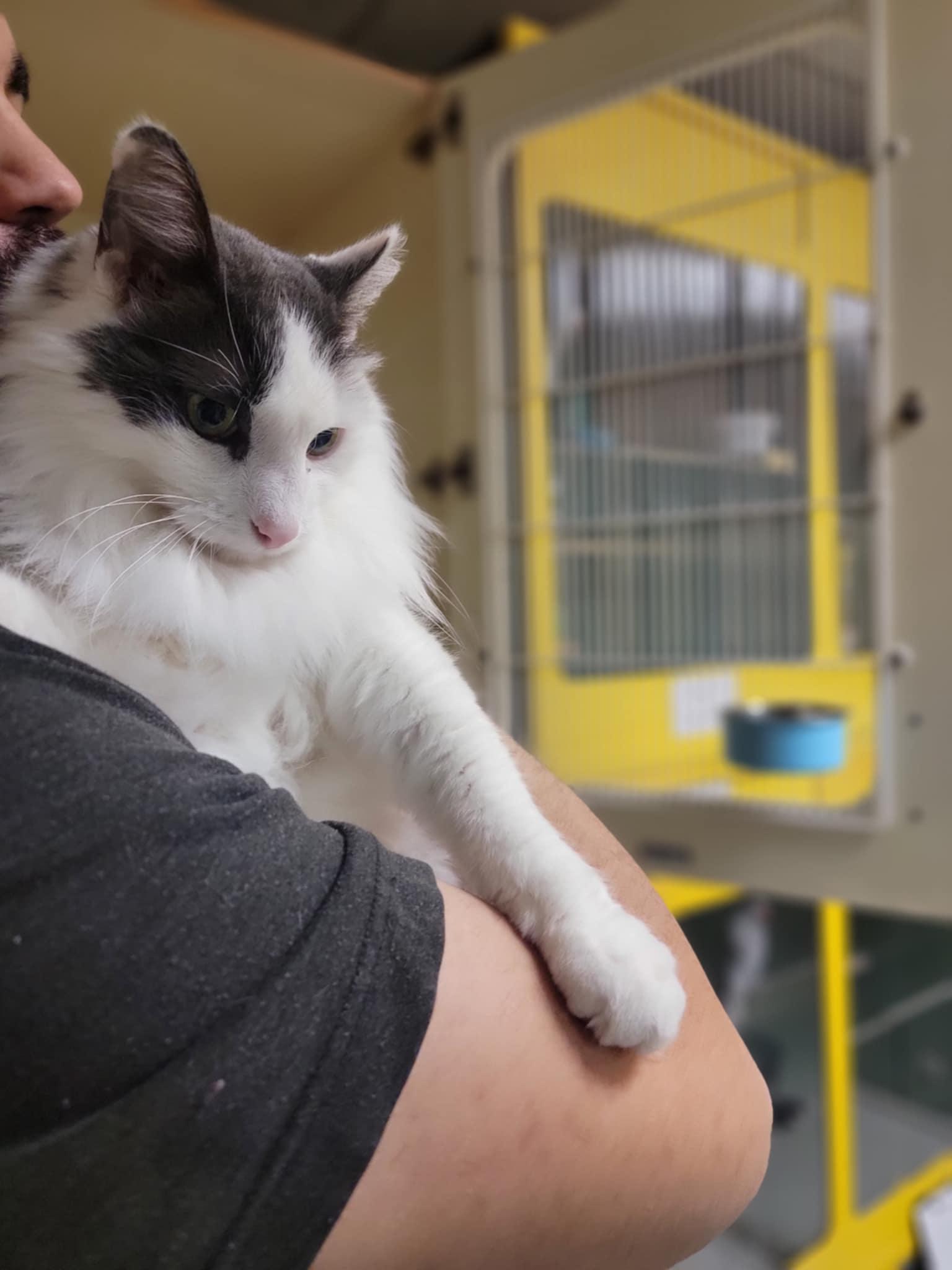 Enlarge Turbo, a Adoptable mixed breed in Antioch, IL image 3/3