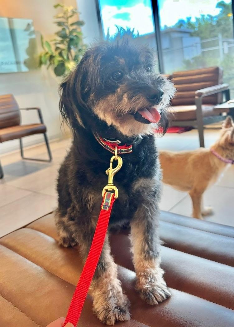 Mya, Adoptable, Young Female Havanese & Schnauzer.