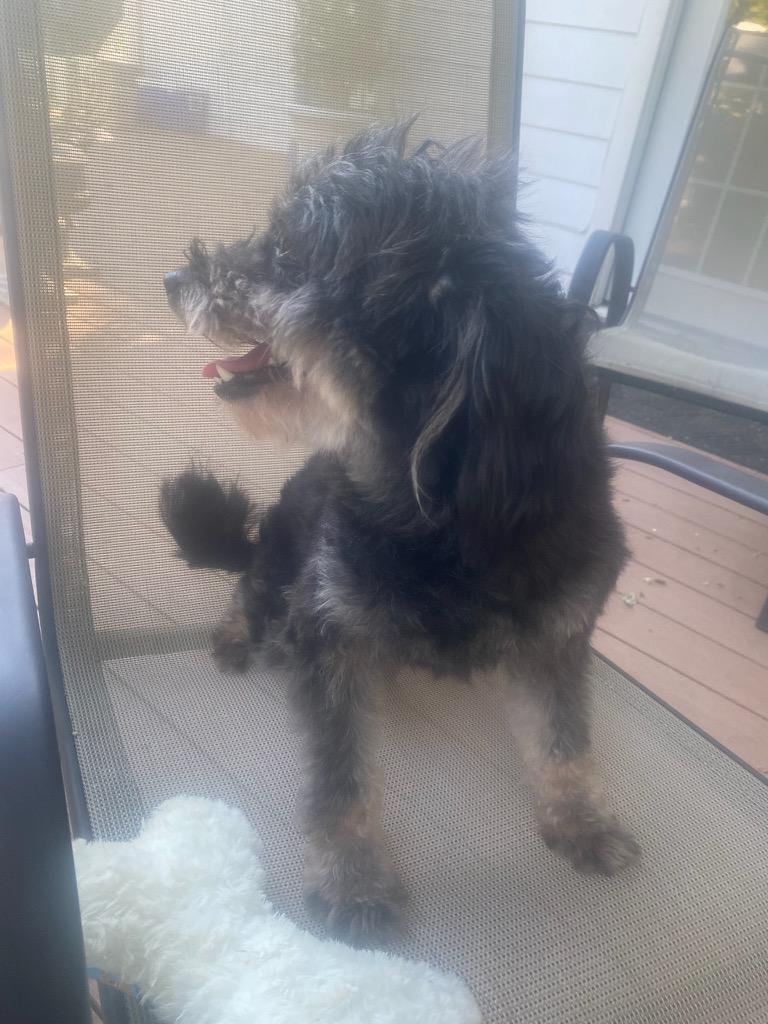 Enlarge Mya, a Adoptable mixed breed in Sagaponack, NY image 2/4