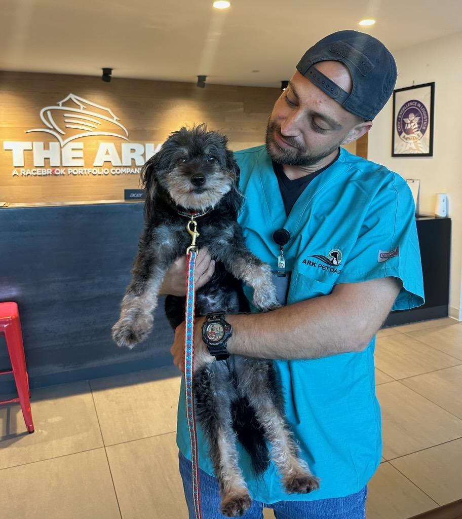 Mya, an adoptable Havanese, Schnauzer in Sagaponack, NY, 11962 | Photo Image 3