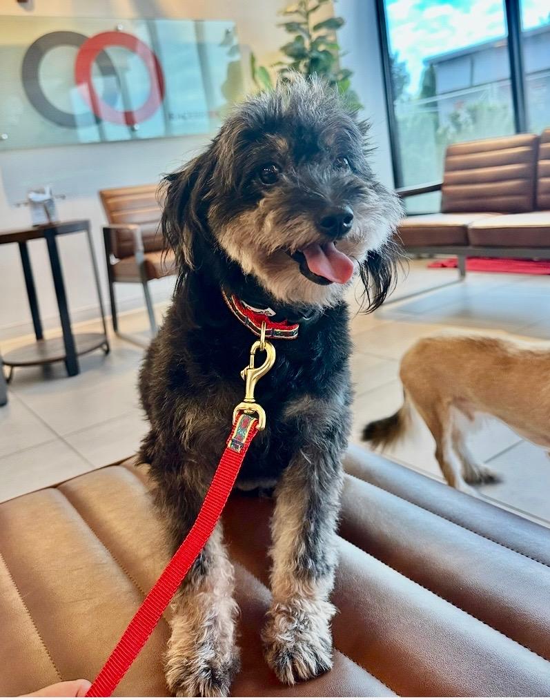 Mya, an adoptable Havanese, Schnauzer in Sagaponack, NY, 11962 | Photo Image 2