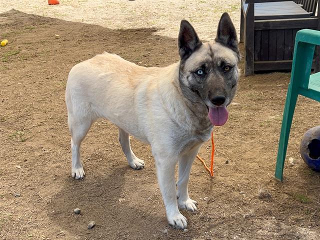 ROBIN, Adoptable, Adult Female German Shepherd Dog & Mixed Breed.