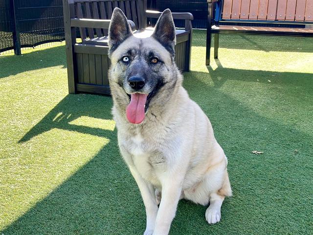 Enlarge ROBIN, a Adoptable mixed breed in Tustin, CA image 1/1