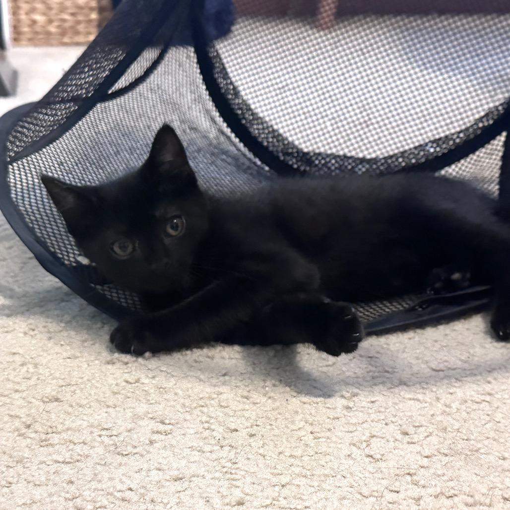 Enlarge Pluto, a Adoptable Domestic Short Hair in Irwin, PA image 1/1
