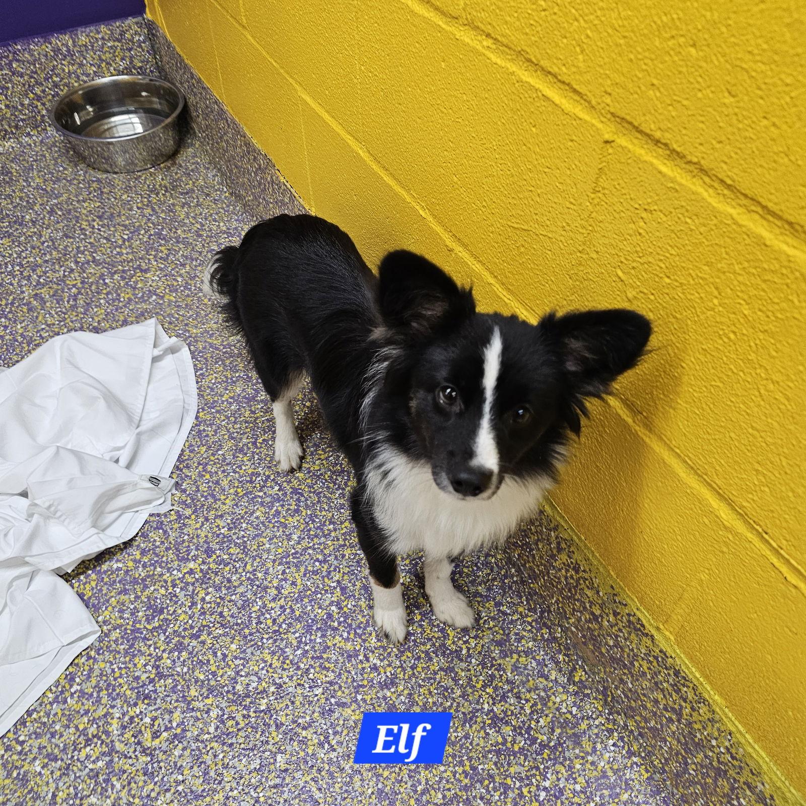 Elf, Adoptable, Young Male Mixed Breed.