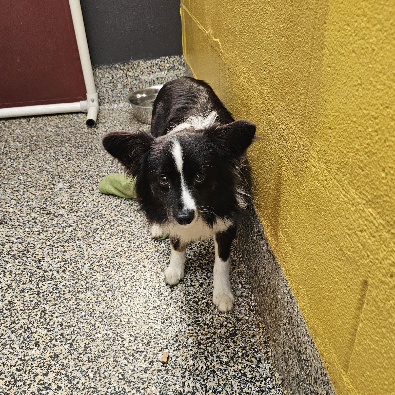 Elf, a Adoptable Chihuahua in Metairie, LA image 2/2