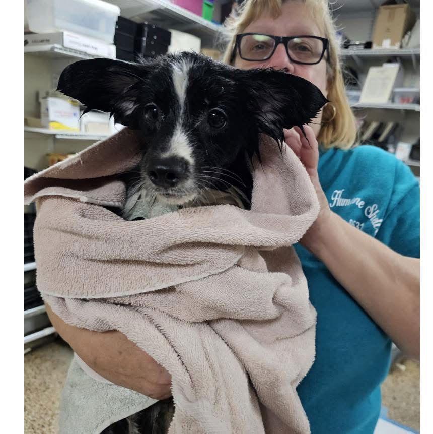 Enlarge Elf, a Adoptable Mixed Breed in Metairie, LA image 2/2