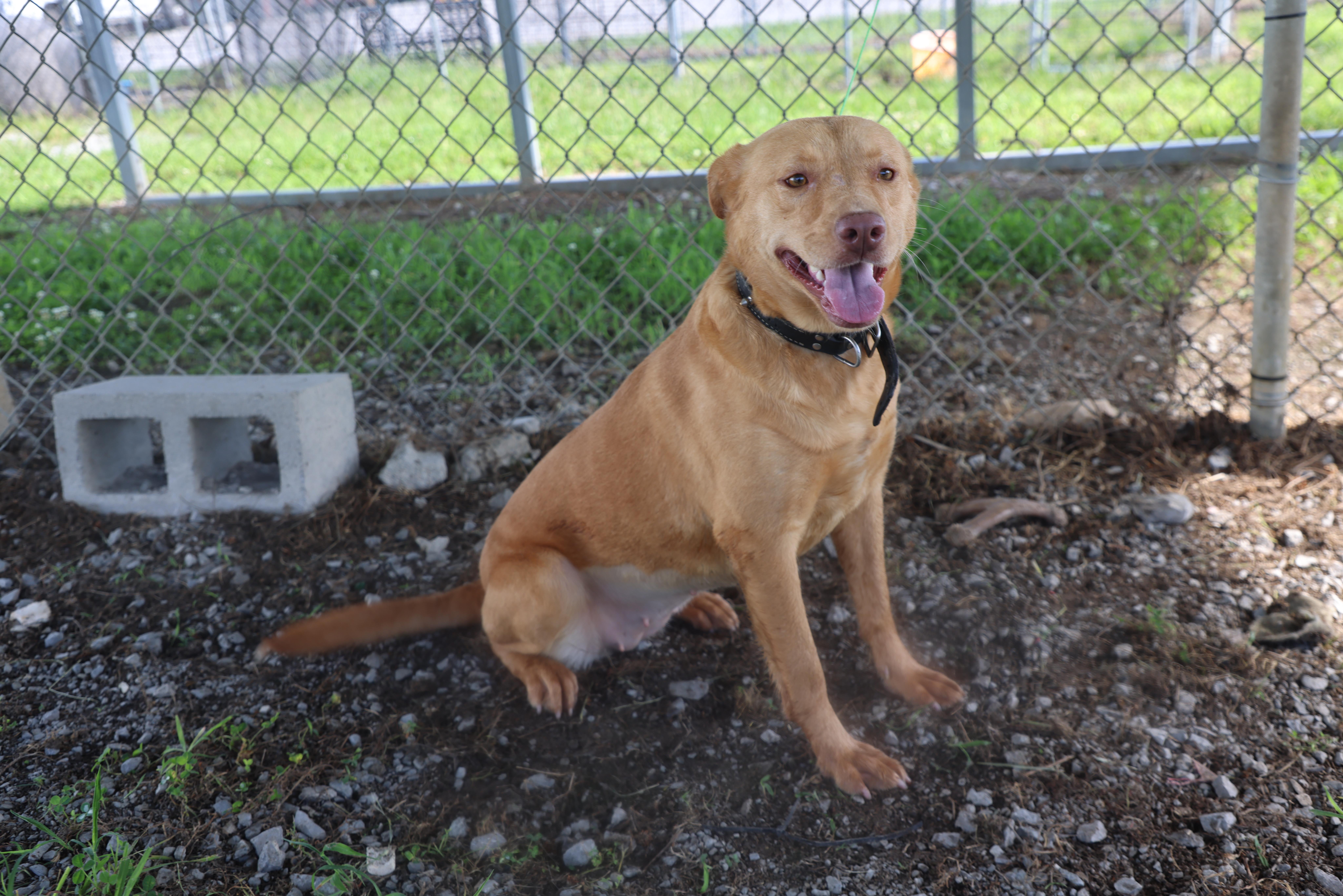 Goldie, a ADOPTABLE Yellow Labrador Retriever in Lewisburg, TN image 4/5