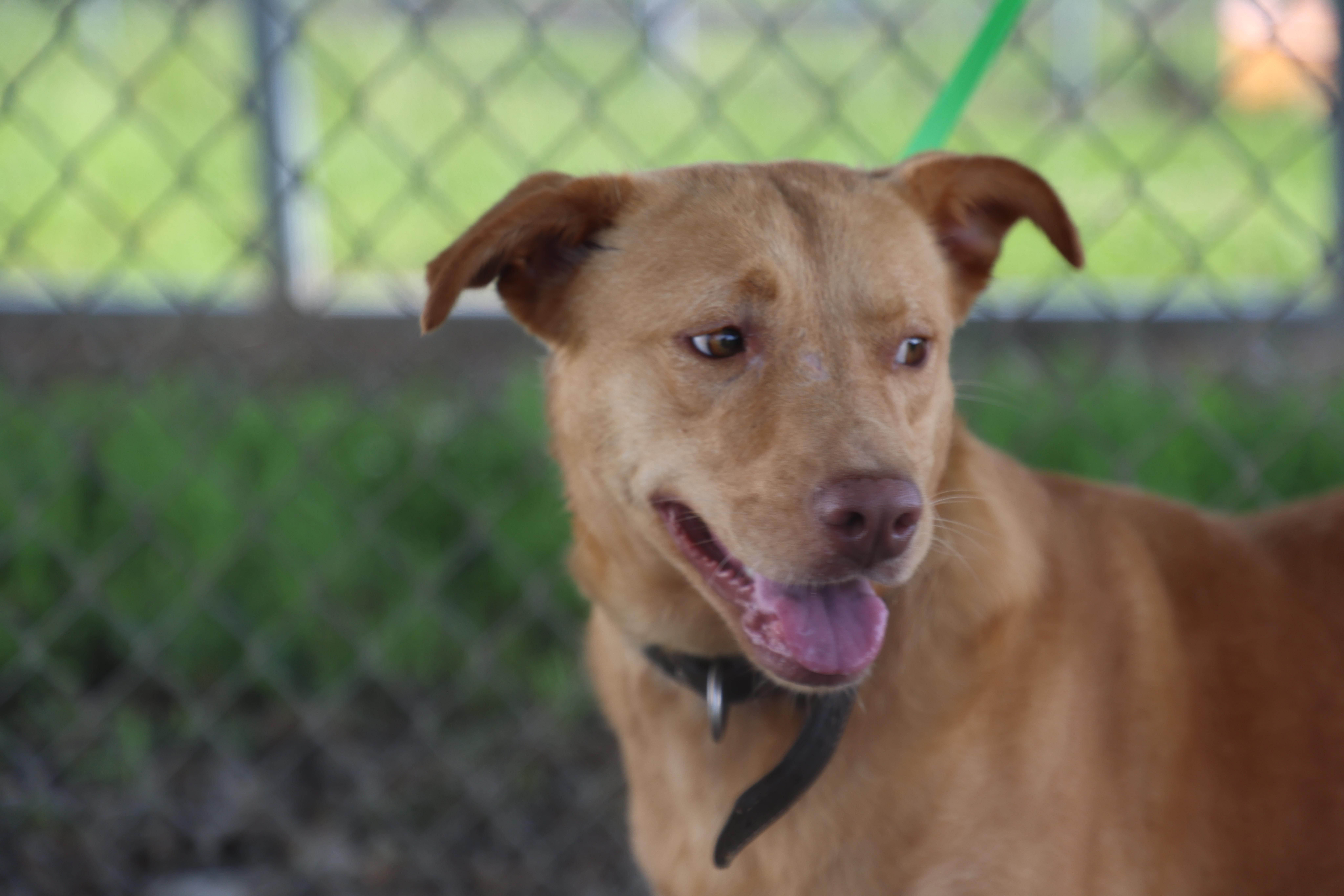 Goldie, a ADOPTABLE Yellow Labrador Retriever in Lewisburg, TN image 5/5