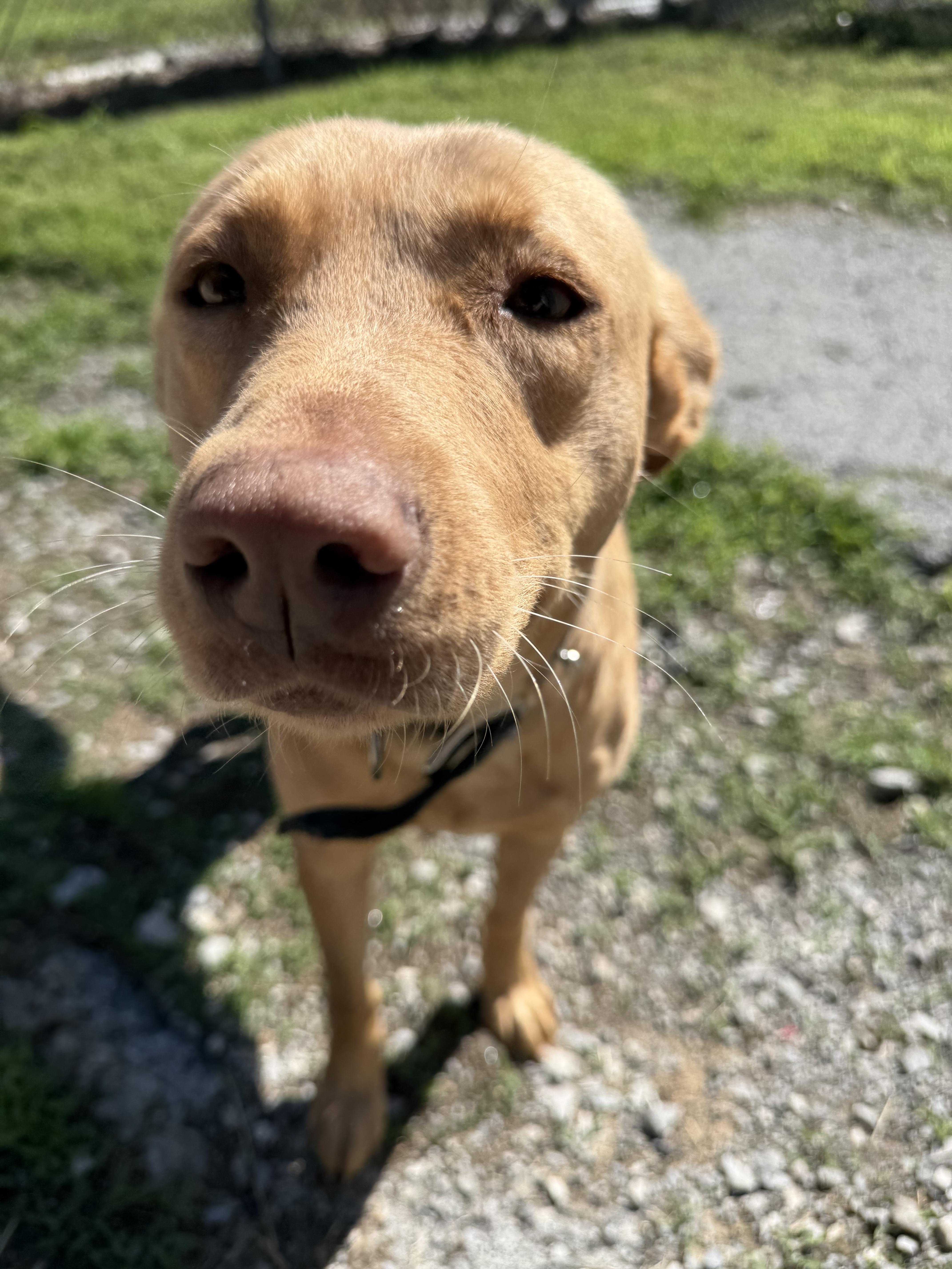 Goldie, ADOPTABLE, Young Female Yellow Labrador Retriever.