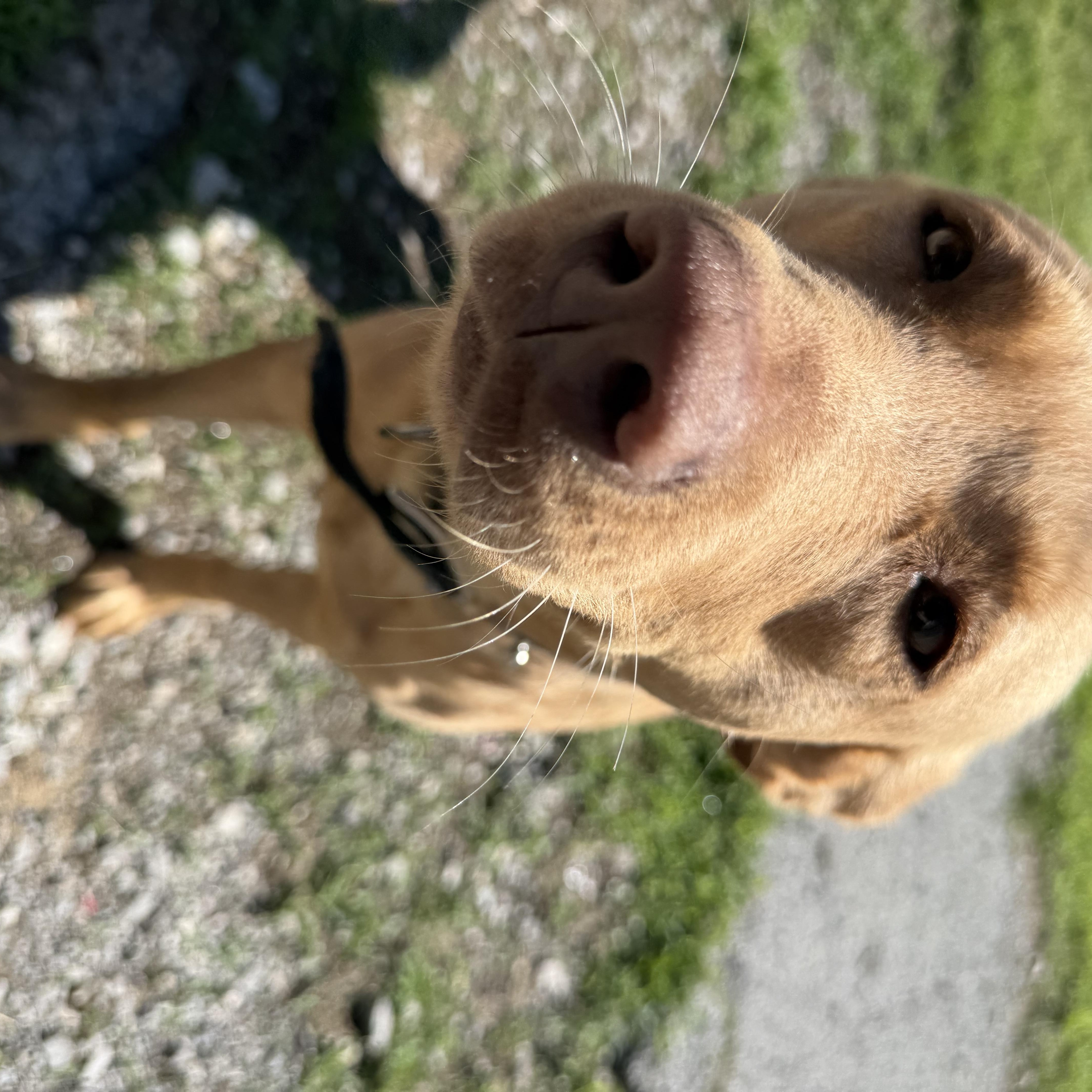 Enlarge Goldie, a ADOPTABLE Yellow Labrador Retriever in Lewisburg, TN image 1/1