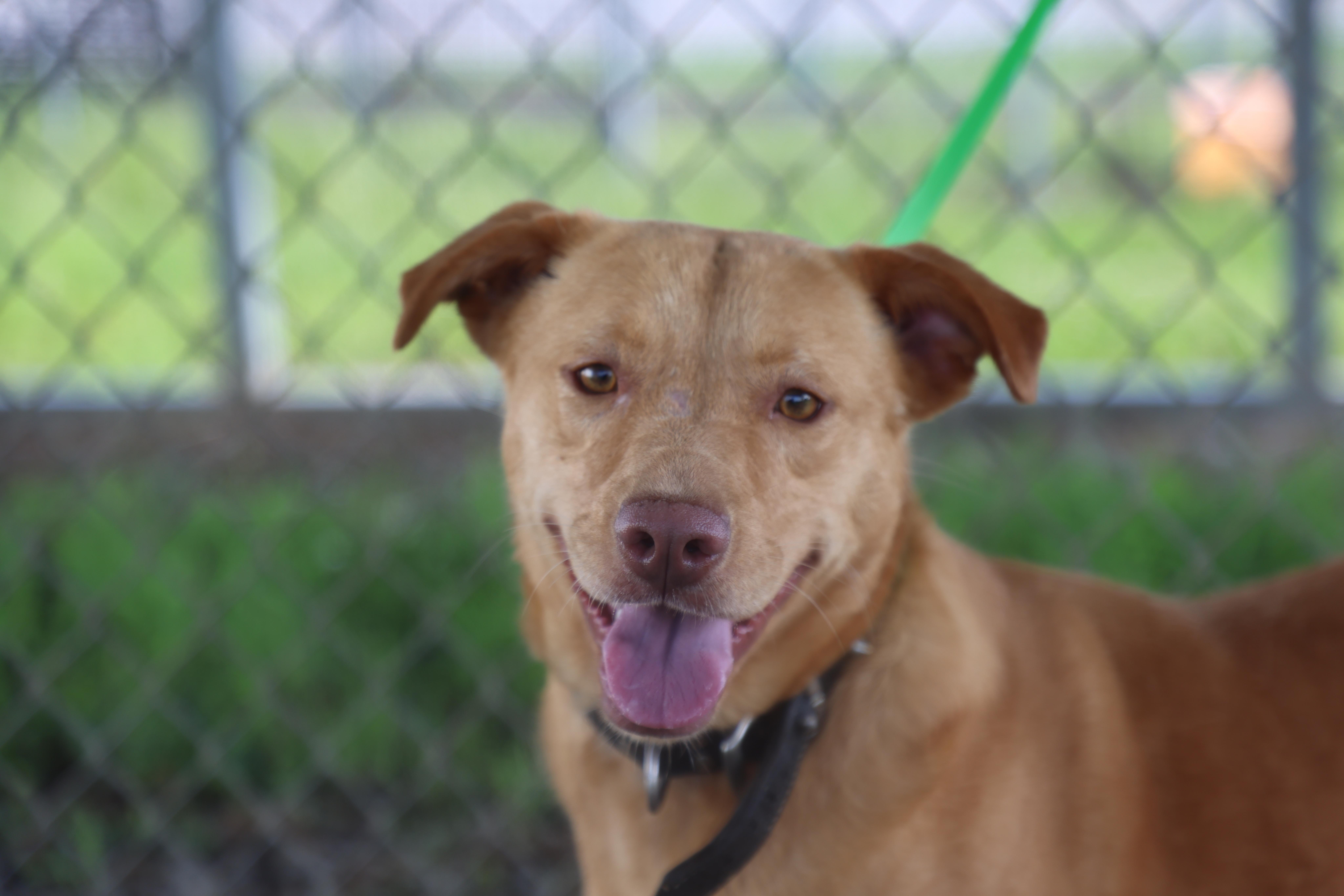 Goldie, ADOPTABLE, Young Female Yellow Labrador Retriever.