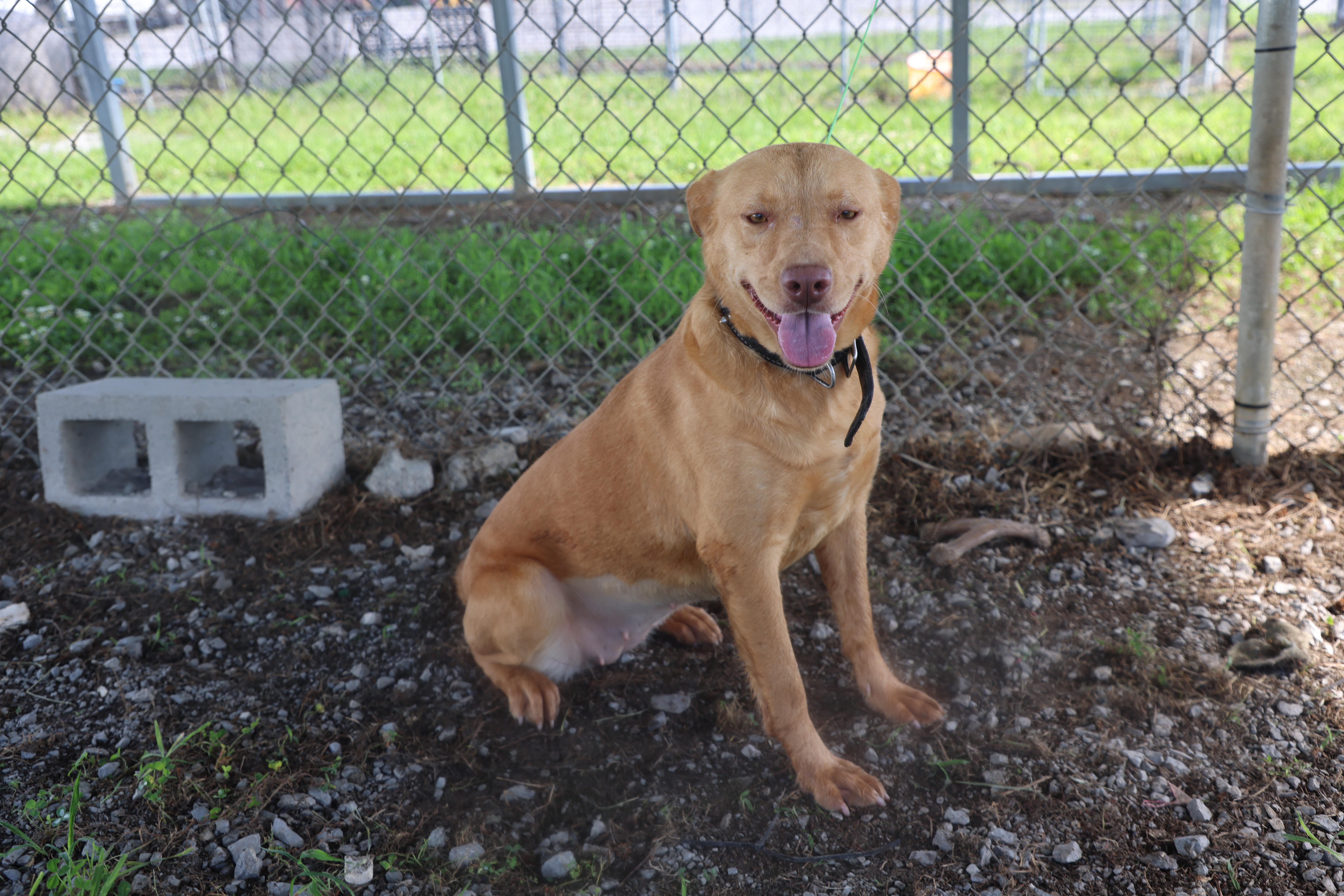 Goldie, a ADOPTABLE Yellow Labrador Retriever in Lewisburg, TN image 2/5