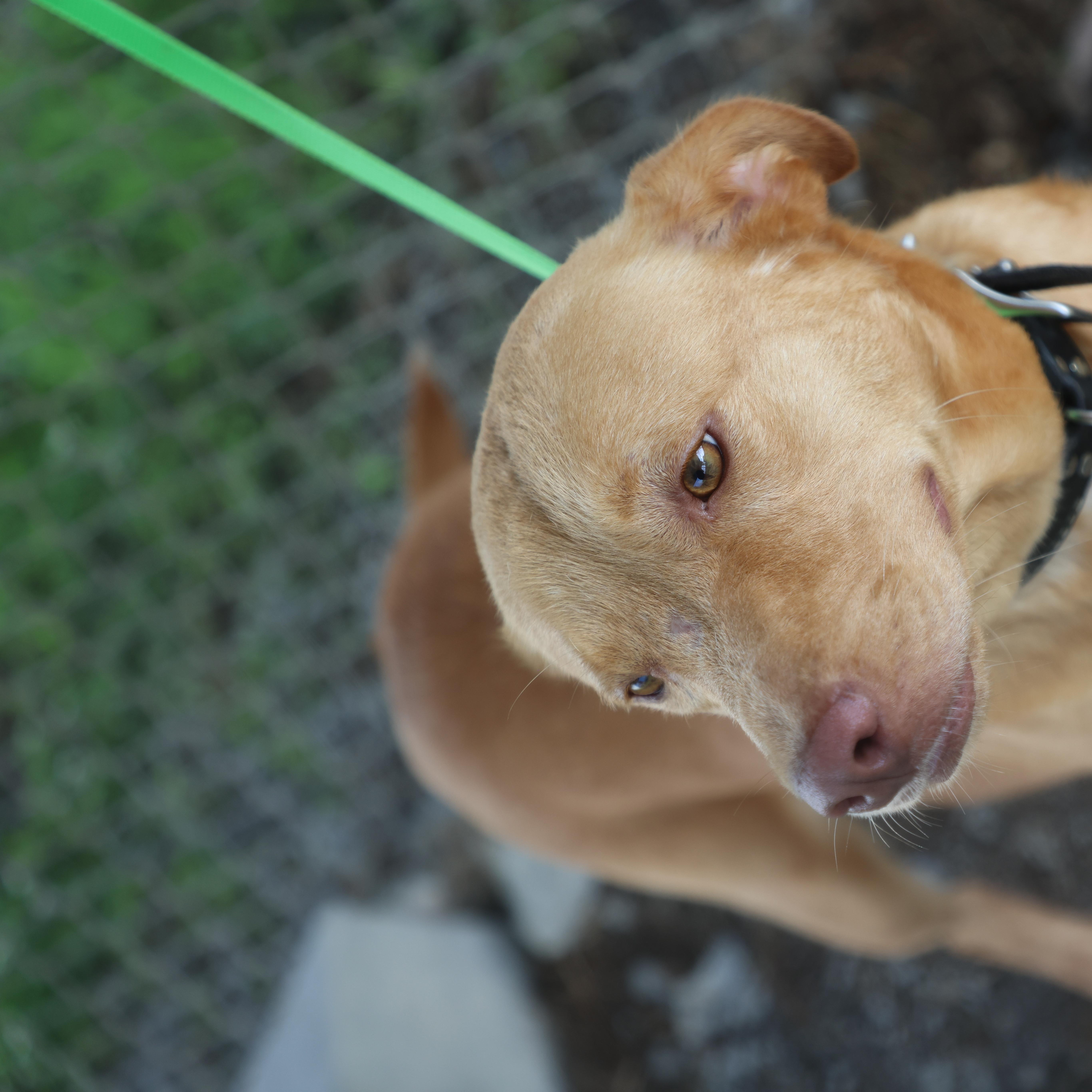 Goldie, a ADOPTABLE Yellow Labrador Retriever in Lewisburg, TN image 3/5