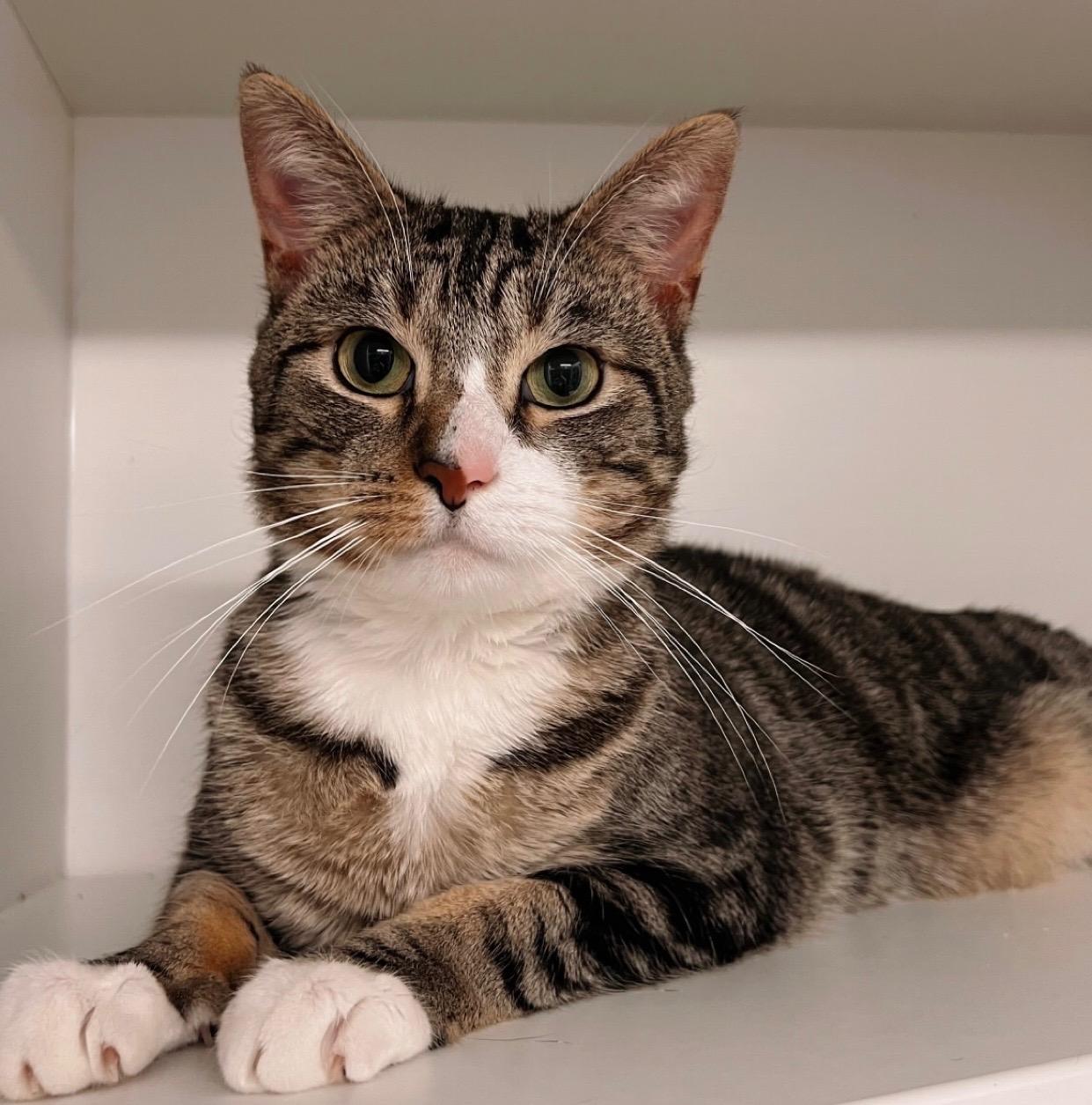 Henry (Gahanna, OH), Adopted, Adult Male Domestic Short Hair.