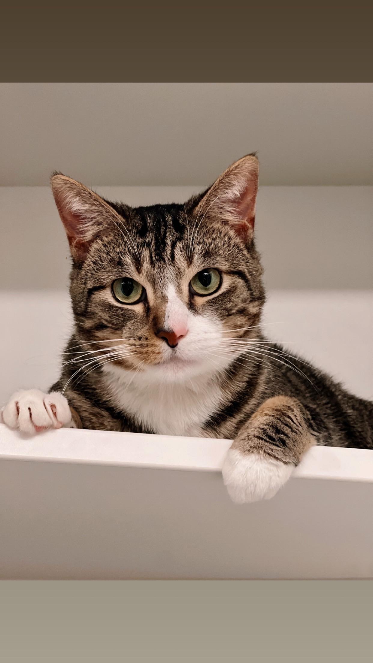 Enlarge Henry (Gahanna, OH), a Adopted Domestic Short Hair in Gahanna, OH image 2/2