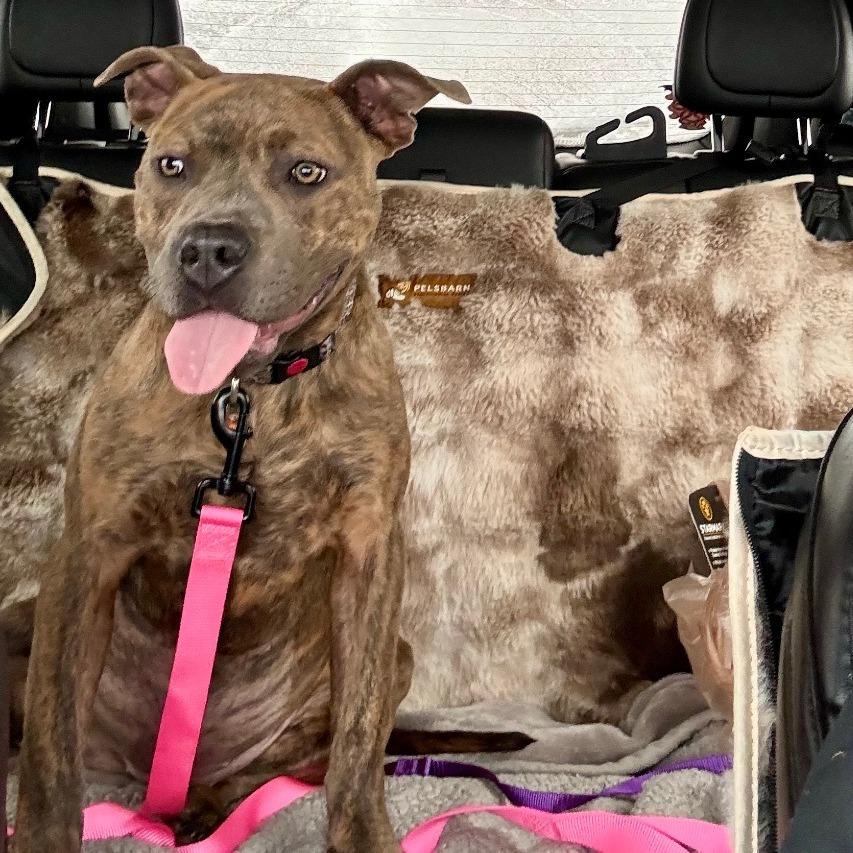 Roo, a Adoptable Pit Bull Terrier in Wichita, KS image 1/6