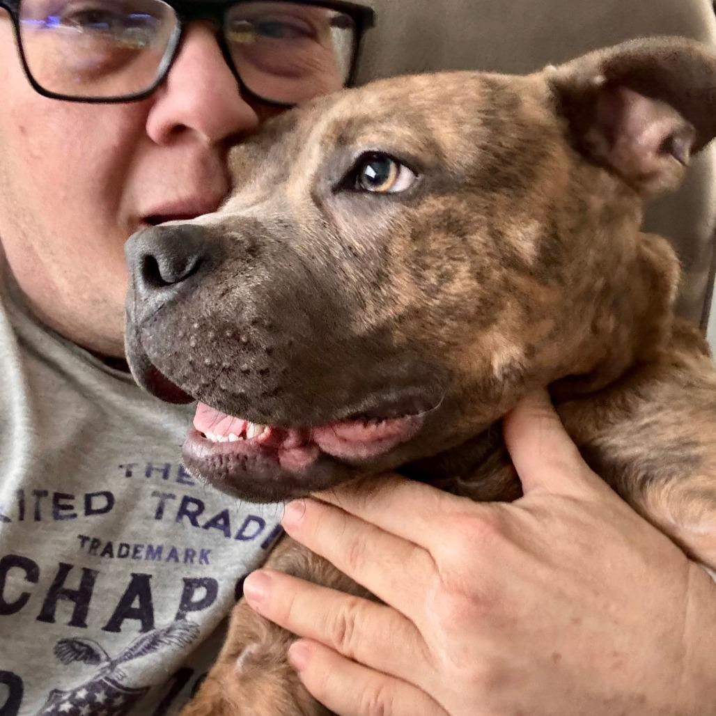 Roo, a Adoptable Pit Bull Terrier in Wichita, KS image 6/6