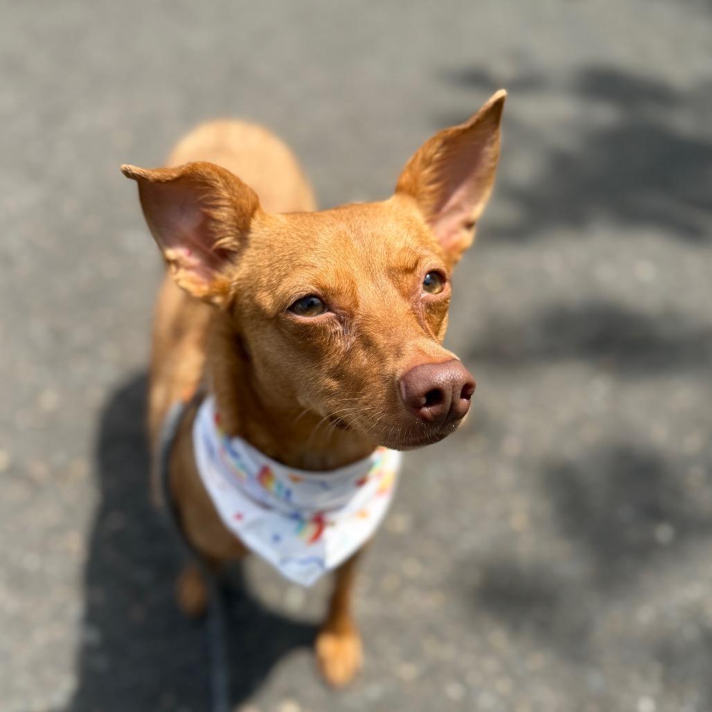 Ari, a Adoptable mixed breed in Newberg, OR image 1/6