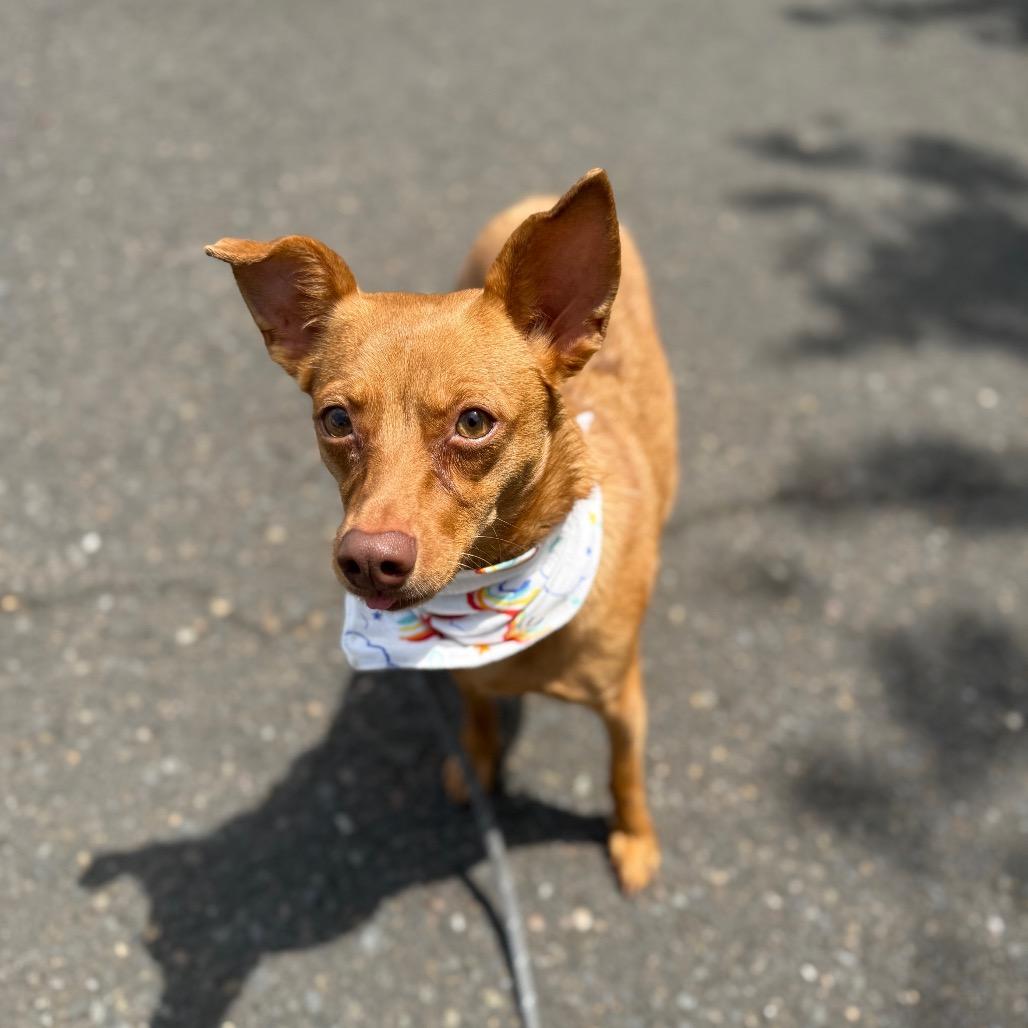 Ari, a Adoptable mixed breed in Newberg, OR image 2/6