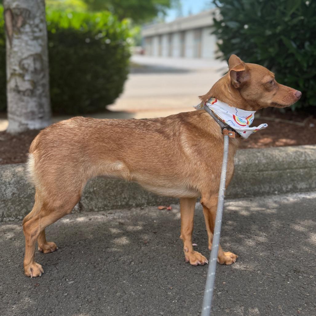 Ari, a Adoptable mixed breed in Newberg, OR image 3/6