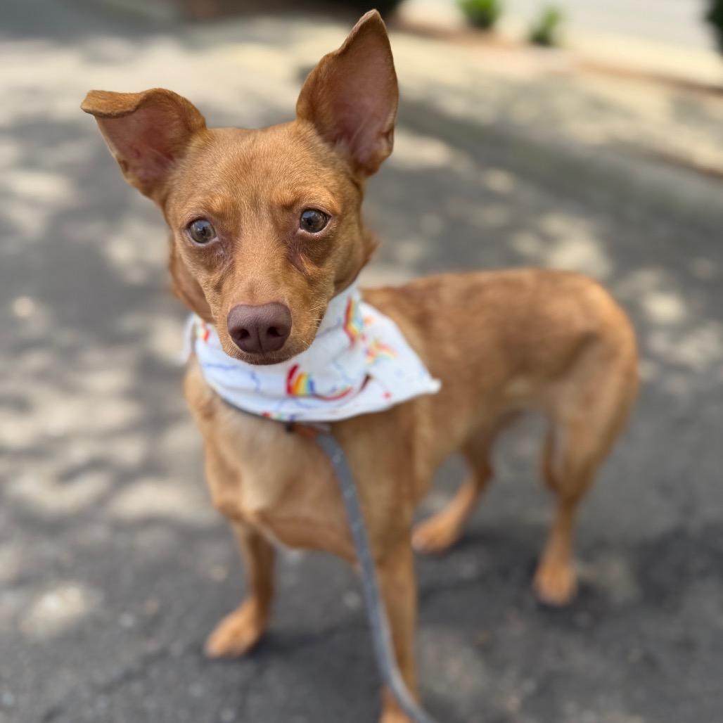 Ari, a Adoptable mixed breed in Newberg, OR image 4/6