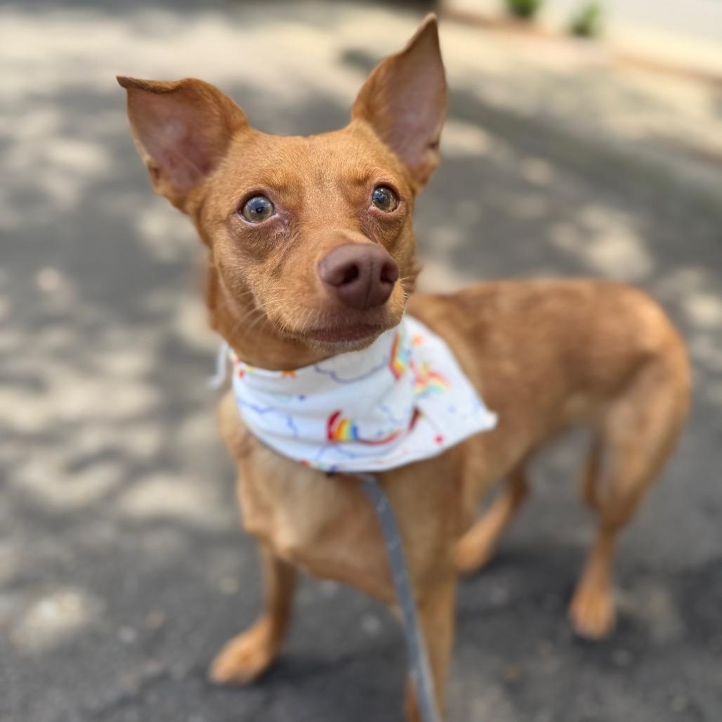 Ari, a Adoptable mixed breed in Newberg, OR image 5/6