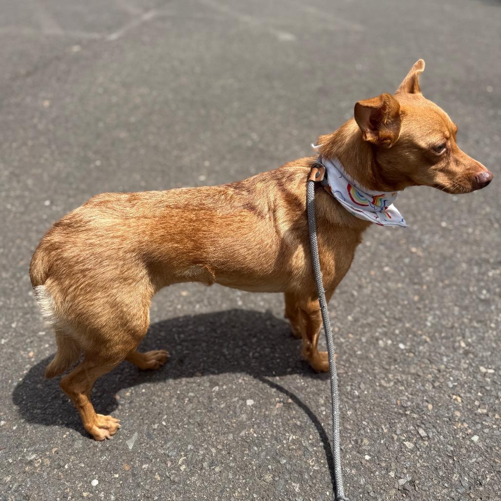 Ari, a Adoptable mixed breed in Newberg, OR image 6/6