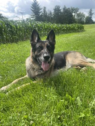 Reacher (was Tuff), Adult Male German Shepherd Dog