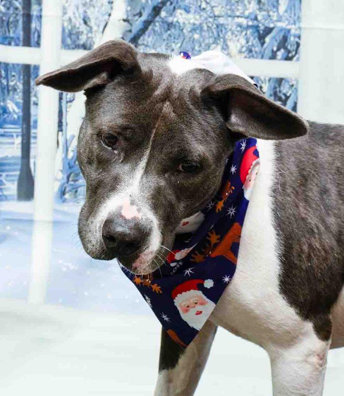 Noelle, ADOPTABLE, Adult Female Terrier.