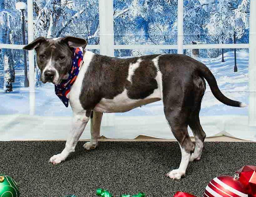 Enlarge Noelle, a ADOPTABLE mixed breed in Sanford, FL image 2/3