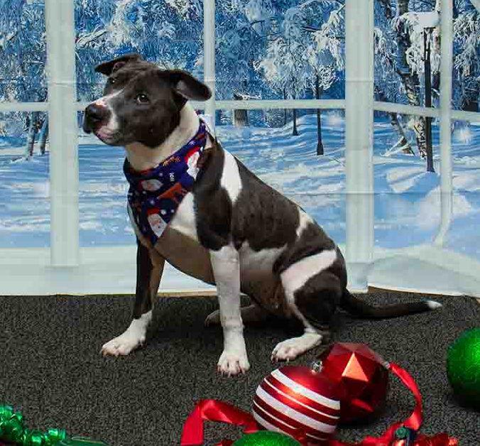 Enlarge Noelle, a ADOPTABLE mixed breed in Sanford, FL image 3/3