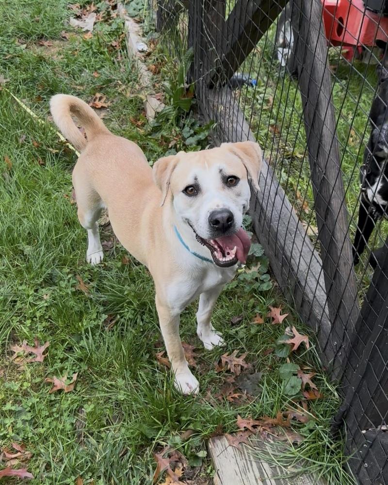 Banjo the Beautiful — thumbnail 2