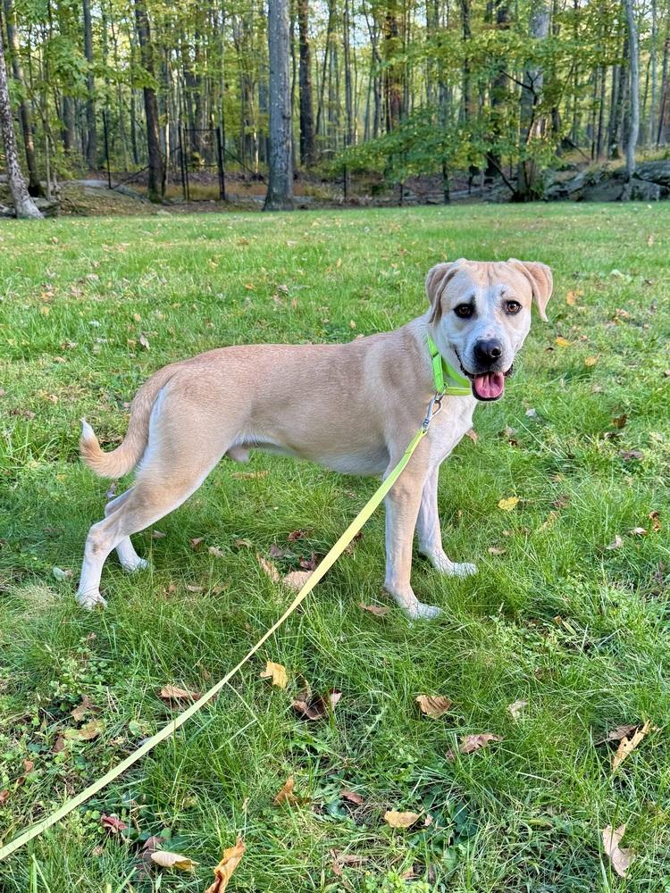 Banjo the Beautiful — thumbnail 3