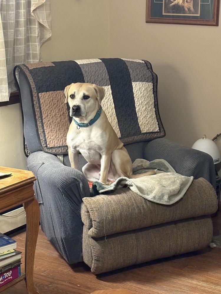 Banjo the Beautiful — thumbnail 6