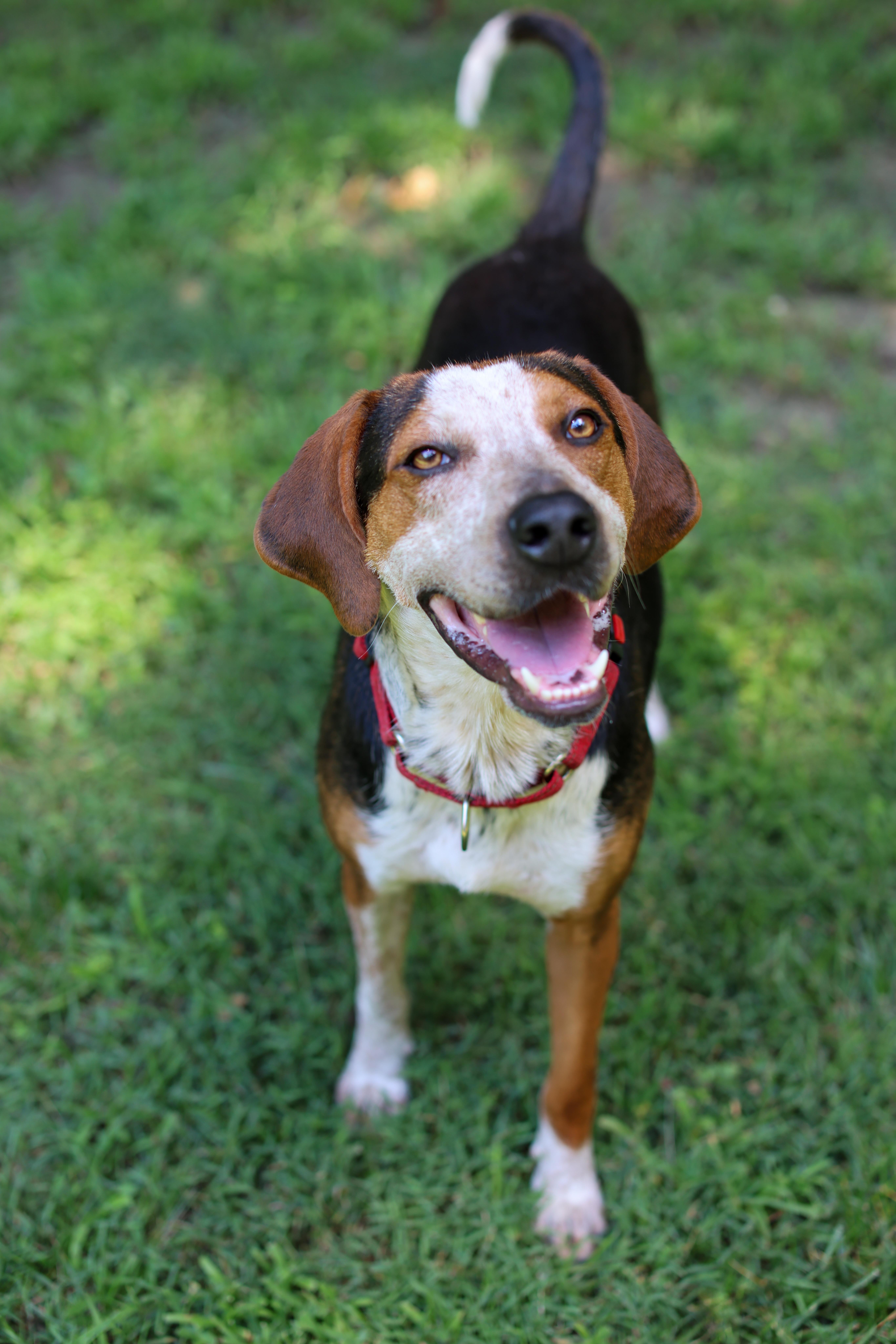 Enlarge Ace, a Adoptable mixed breed in Cornelius, NC image 1/5