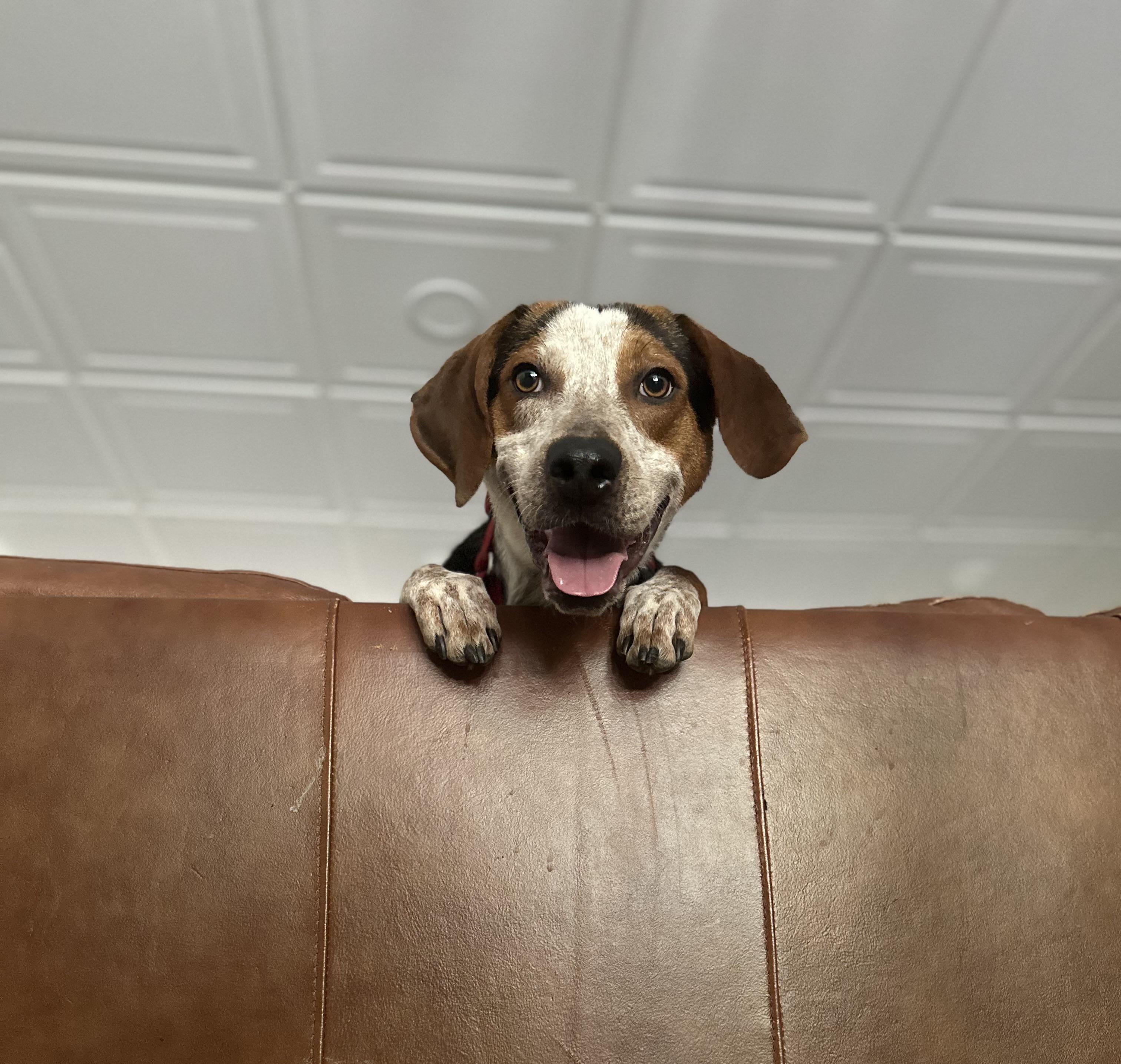 Enlarge Ace, a Adoptable mixed breed in Cornelius, NC image 2/5
