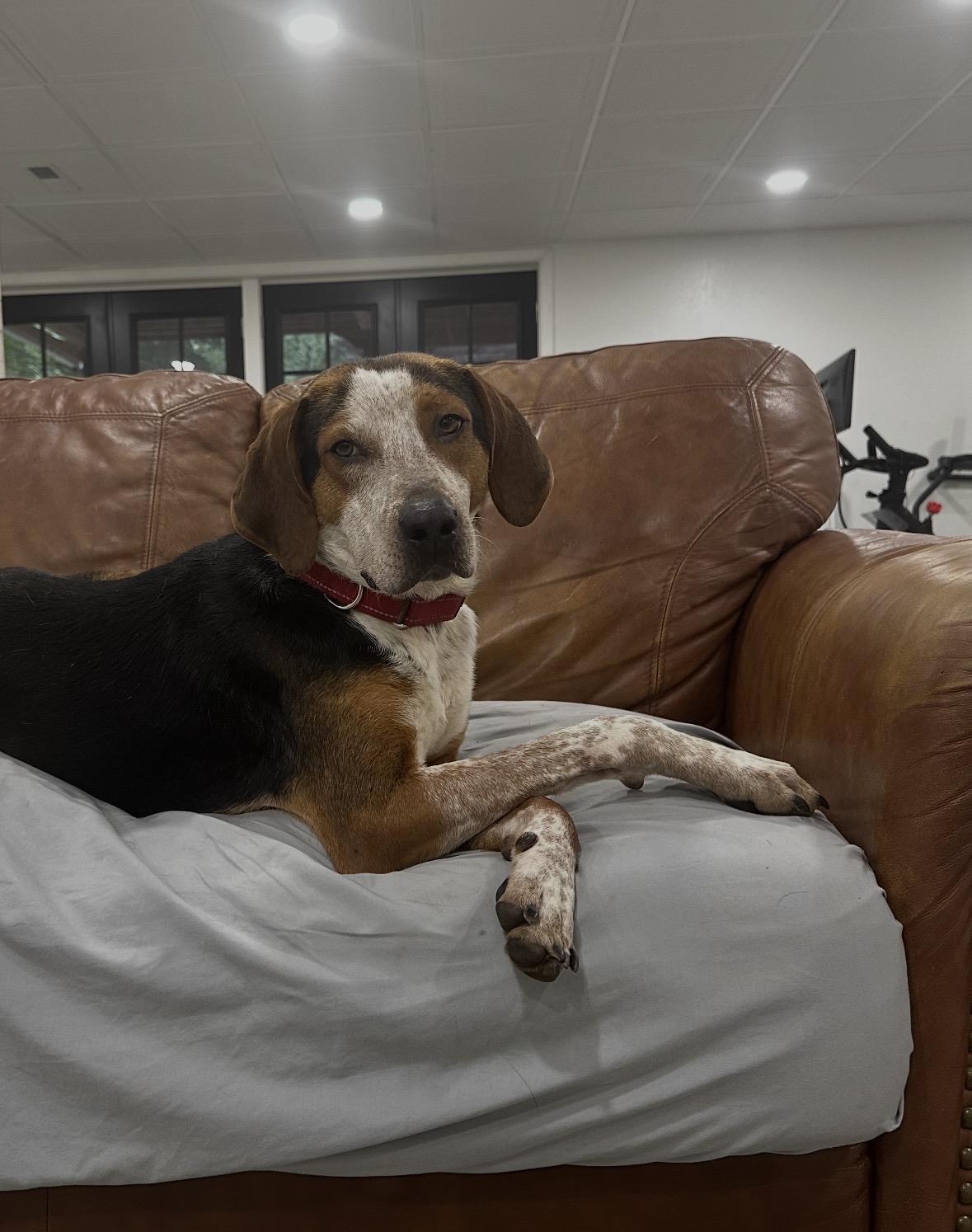 Enlarge Ace, a Adoptable mixed breed in Cornelius, NC image 4/5